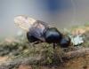Pachygaster atra